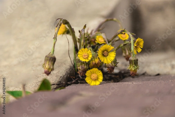 Fototapeta a yellow flower grows between the sidewalk and the stone wall. weed at the front of the building. The Mother-and-stepmother flower grows in the city, at the concrete steps. Nature versus the city.