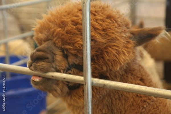 Obraz BROWN ALPACA EATING A BAR, TEETH, 