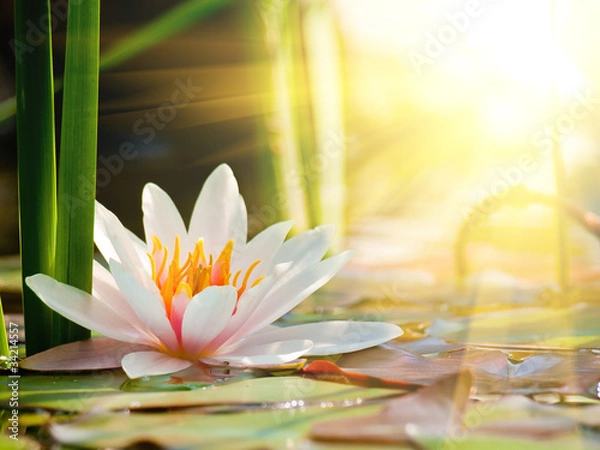 Fototapeta beautiful water lily in the light