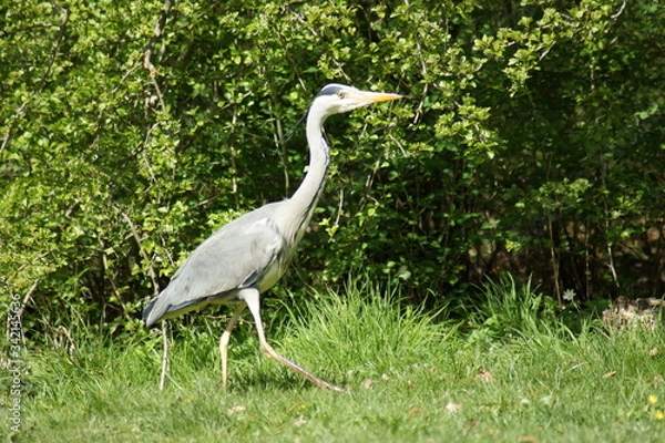Obraz great blue heron