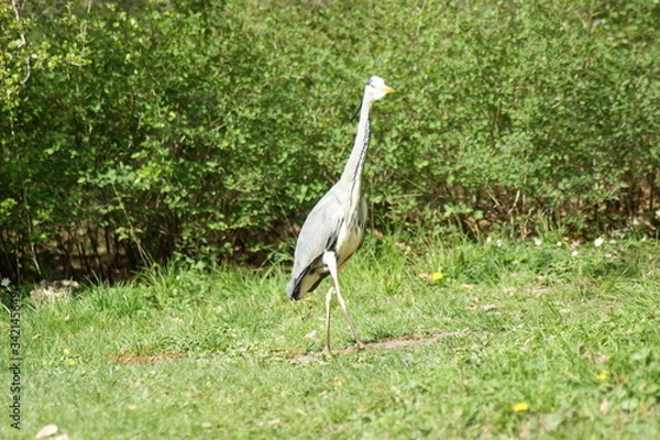 Obraz great heron