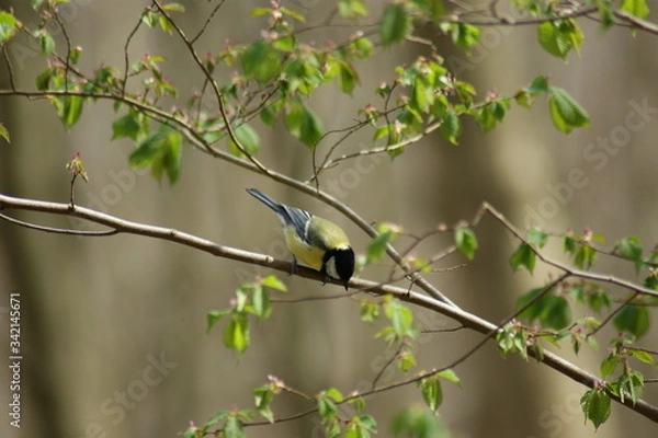 Obraz great tit on a branch