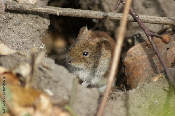 Obraz mouse in the grass