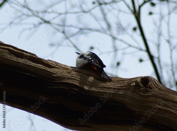 Obraz bird on a tree