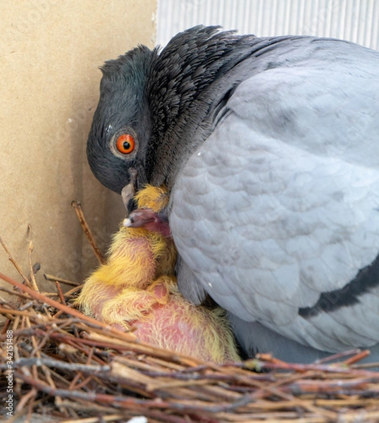 Fototapeta Scared female pigeon mother sitting in the nest on the balcony and feeding her two newborn yellow, little chicks