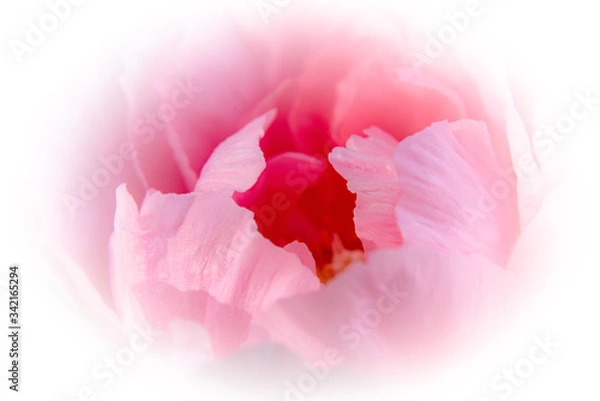 Fototapeta Pfingstrose