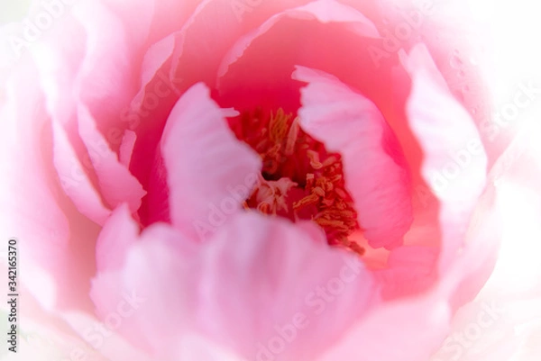 Fototapeta Pfingstrose