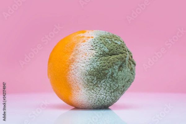 Obraz Not fresh, rotten grapefruit, moldy and rotten orange. Summer and seasonal spoiled fruits that should not be consumed. Health care.