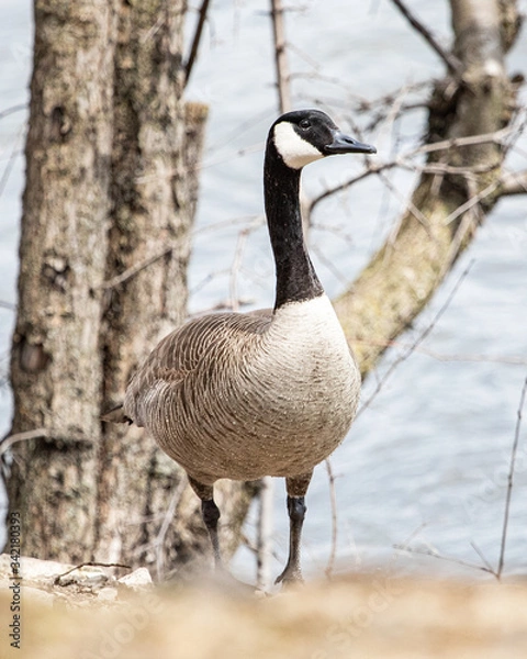 Obraz Goose up close 