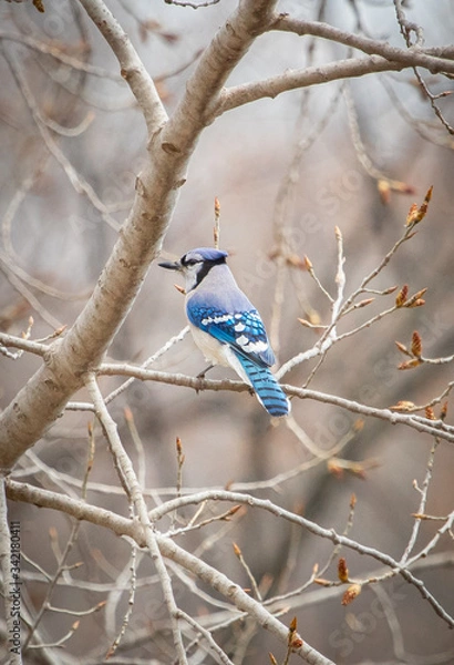 Obraz Blue Jay in the trees