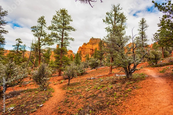 Obraz View of Pink Ledges Hiking Trail , Red Canyon, Dixie National Forest, Utah, USA