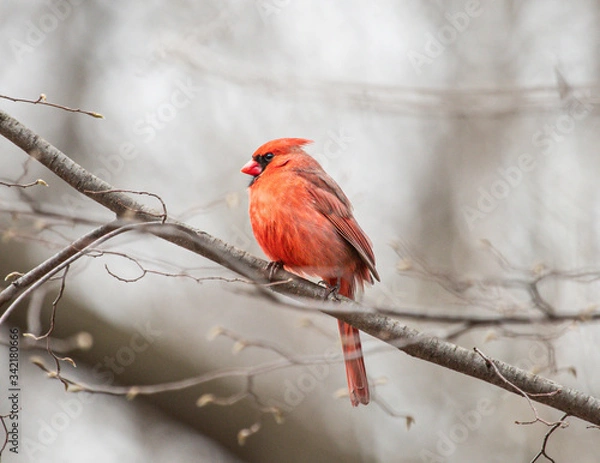Obraz Robin in the spring