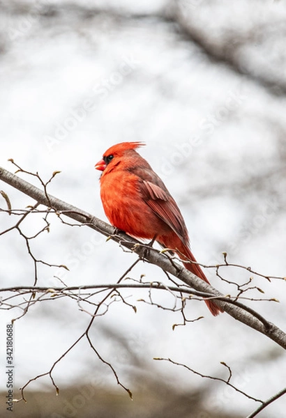 Obraz Robin in the spring