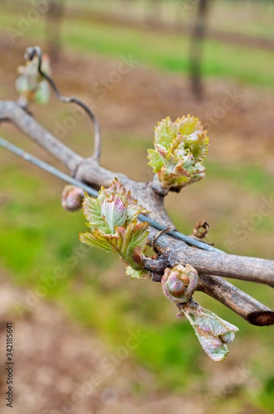 Fototapeta Grape bud new growth cluster with tendril in macro view on grapevine