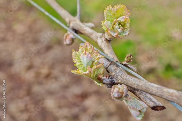 Fototapeta Grape bud new growth clusters close up trellising on grapevine