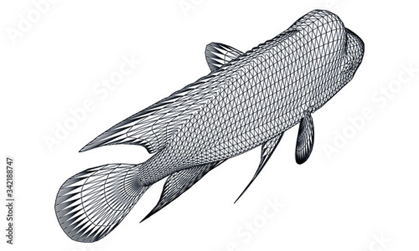 Fototapeta Humphead fish polygonal lines illustration. Abstract vector fish on the white background