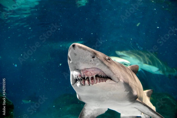 Obraz Big white shark from front view