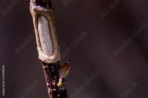 Obraz Pequeño brote