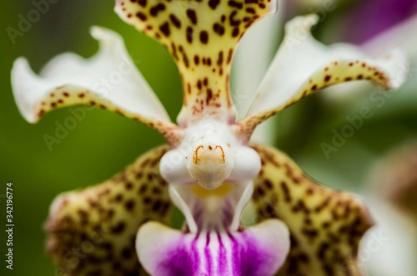 Obraz Gargola Orquidea