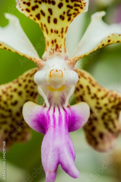 Obraz Gargola de la Orquidea