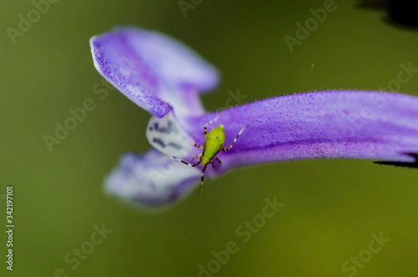 Obraz Amiguito verde