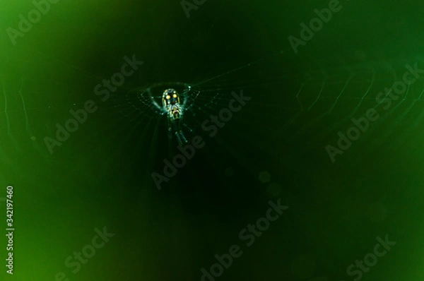 Obraz La red de la araña