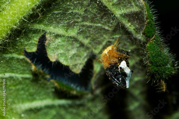 Obraz Hora de la comida