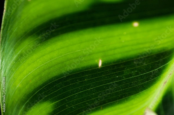 Obraz Curvas en hojas