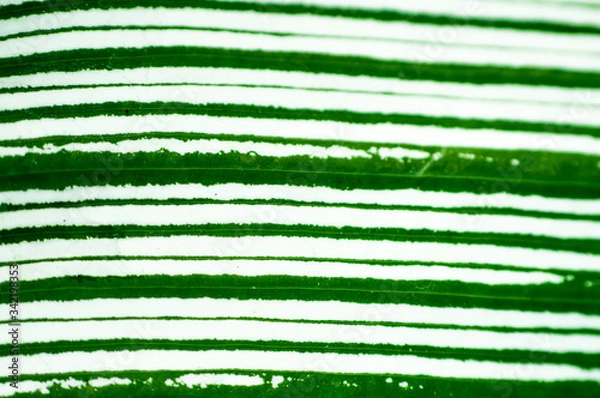 Obraz Hojas con diseño