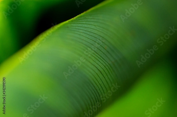 Obraz Hoja de Lineas