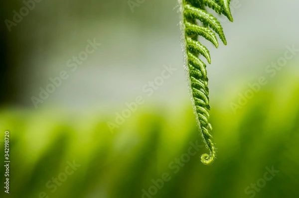 Obraz Punta de Helecho