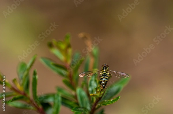Obraz Lista para el vuelo