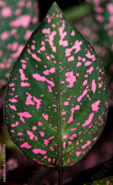 Obraz Hoja de Sangre