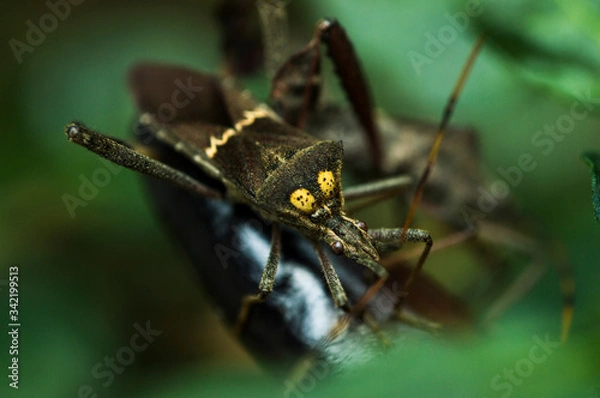 Obraz Chinche patas de hojas