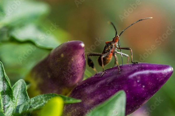 Obraz Chinche Patas de Hoja