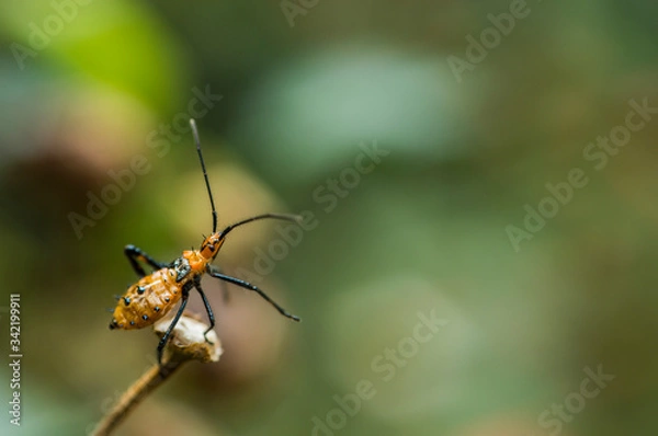 Obraz Insecto Asesino 