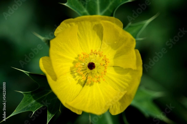 Obraz Amapola Amarilla