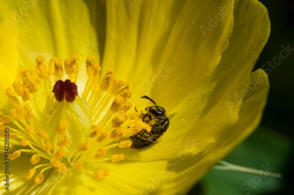 Obraz Abeja Empolenada
