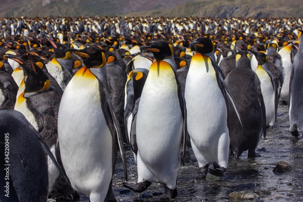 Obraz King penguin colony marching