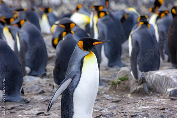 Obraz king penguin colony