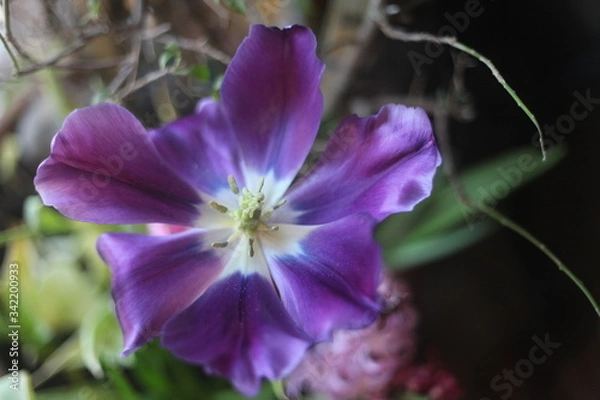 Obraz OPEN TULIP, PURPLE, WHITE, BULB, OUTSIDE, BLOOM