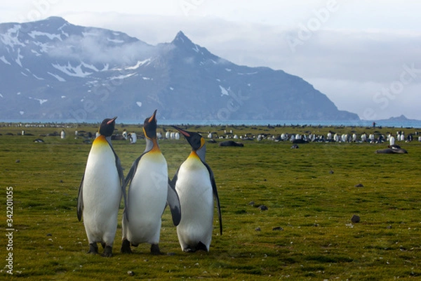 Obraz three penguin friends