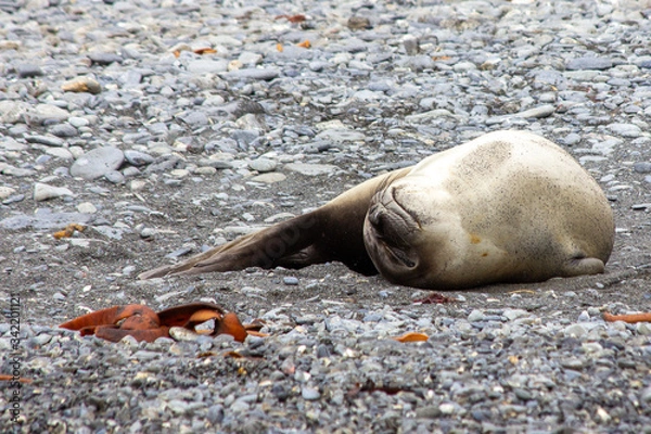 Obraz seal sun bathing