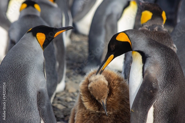 Obraz king penguin and chick