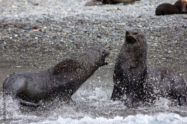 Obraz fur seals fighting
