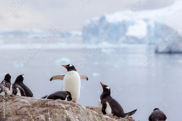 Obraz penguins on the rocks