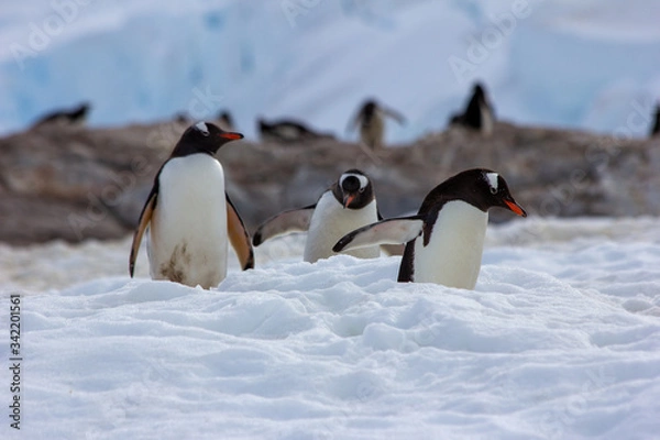 Obraz gentoo penguins antarctica