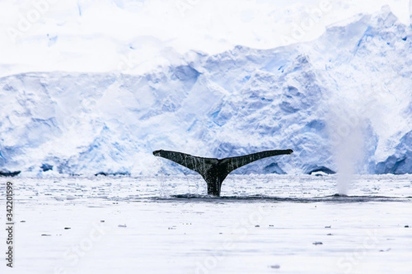 Obraz humpback whale tail