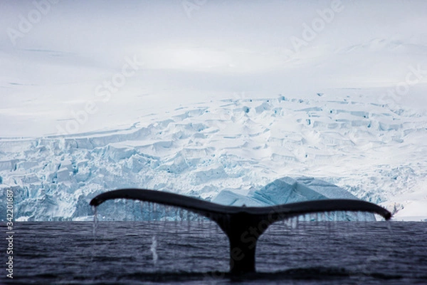 Obraz whale tail Antarctica 