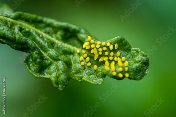 Obraz Huevos de mariposa